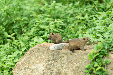 タイワンリス、公園、夏