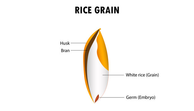 Diagram of the parts of a Rice grain