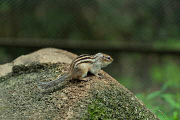 タイワンリス、公園、夏