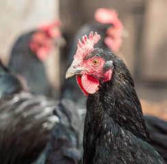 Portrait of a rooster on a farm. Close-up