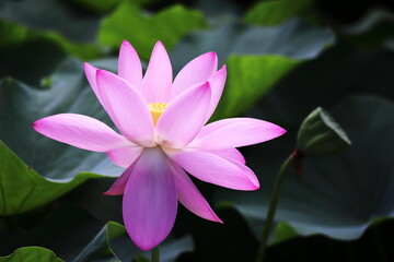 美しいピンクの蓮の花