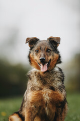 Beautiful dog in a meadow of dandelions summer portrait