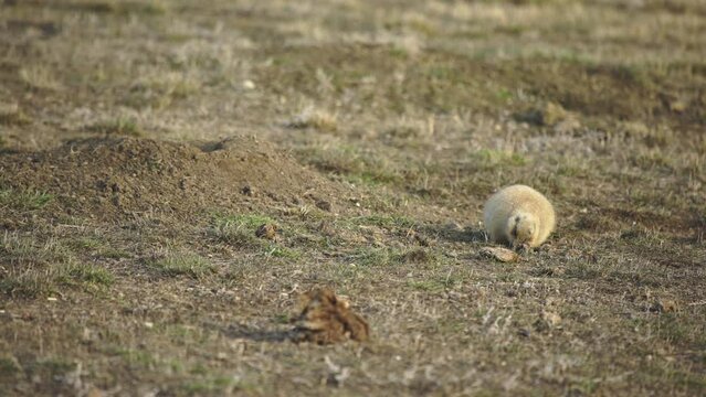 Prairie dog feeds on grass in late afternoon light in Spring