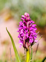 Close up at a flowering Early marsh orchid