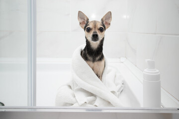 dog shampoo, pet cosmetics, small dog in a towel with a mockup bottle in the bathroom