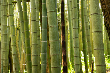 Green bamboo forest, Bamboo plantation