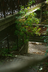 bridge in the park