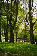 bench in the park