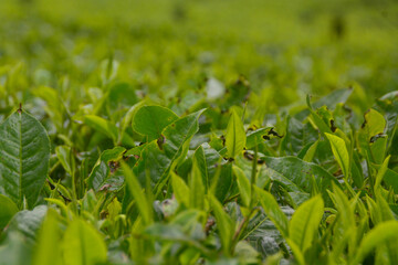 Landscape of the Tambi tea garden in the city of Wonosobo