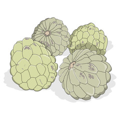 vector of three green srikaya fruits