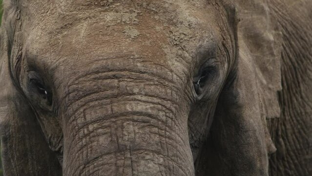 Close-up frontal view on head of African elephant with wrinkled gray skin