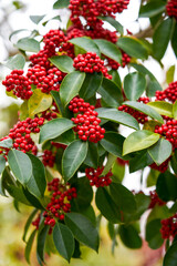 Red bright iron holly fruit on the tree