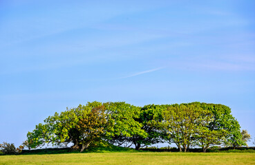Trees, blue sky and grass on the South Downs