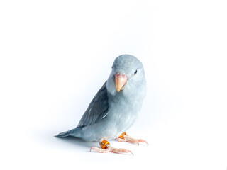 Forpus parrot on the white background