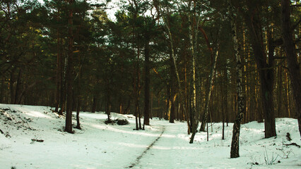 trees in snow
