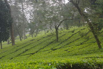 Fototapeta na wymiar Landscape of the Tambi tea garden in the city of Wonosobo