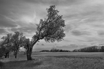 Crooked Tree and Spring Landscape in the Mostviertel Region or Alpenvorland in Lower Austria in Monochrome Black and White