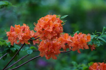 Rhododendron  prinophyllum „Manarin Lights“ Ericaceae family. Hanover – Berggarten, Germany.