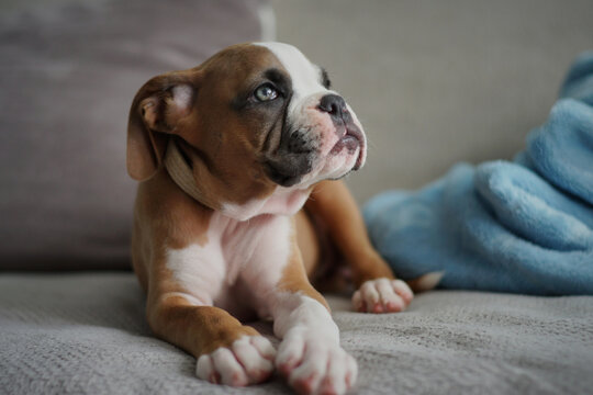 Suczka, Szczeniak Boksera, Mały Bokserek, Boxer dog