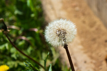 dandelion seed head blowball close up
