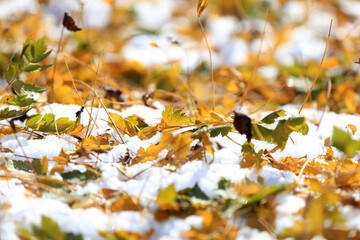 Fallen leaves in the snow