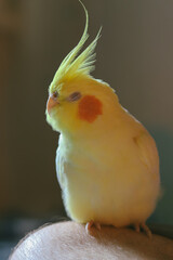 Beautiful photo of a bird. Ornithology.Funny parrot.Cockatiel parrot.
Home pet yellow bird.Beautiful feathers.Love for animals.Cute cockatiel.Home pet parrot.A bird with a crest.Natural color.Birdie.