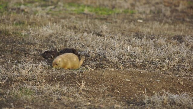 Prairie dog eats grass hungrily as afternoon sun emerges from clouds