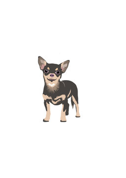Vector de perro chihuahua pequeño de pie con colores marrones con fondo transparente, perro mascota pequeño de pie para imprimir