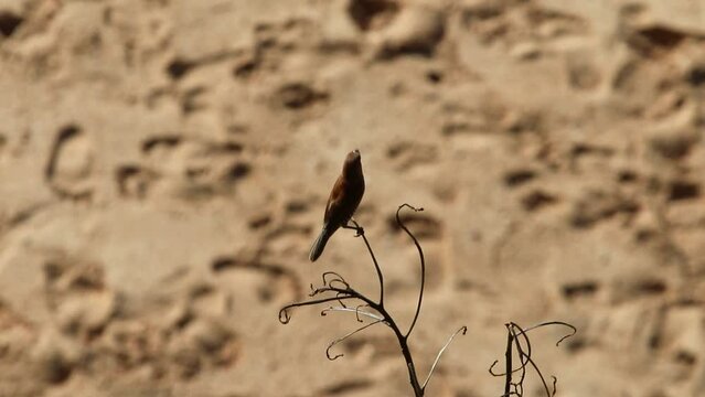 Scaly-breasted munia (Lonchura punctulata), locally known as burung emprit bondol, perched calmly showing brown scales pattern in a tropical grassland habitat.