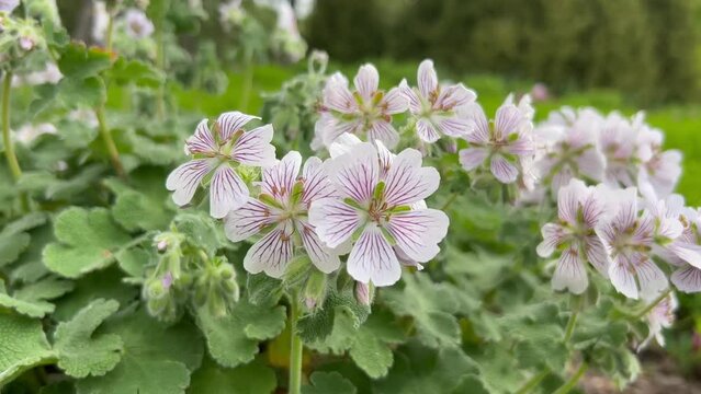 Close-up of white lilac geranium flowers against the background of their leaves.