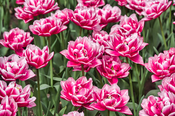 large pink Tulip