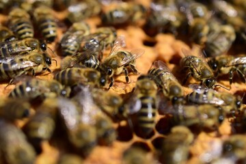 Bienenstock mit Biene auf leerer Wabe bei der Frühjahrsrevision	
