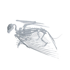 Pteronodon skeleton cartoon, Vector skeleton of extincted ancient flying reptile Pteranodon. Isolated on white background. Polygonal 3d model.. © German Ovchinnikov