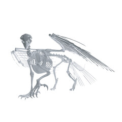Fototapeta na wymiar Pteronodon skeleton cartoon, Vector skeleton of extincted ancient flying reptile Pteranodon. Isolated on white background. Polygonal 3d model..