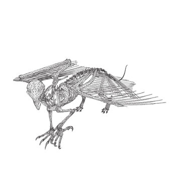 Bird animal skeleton vector illustration isolated on white background, Hand draw skeleton raven. Digital doodle Animal skull bones, skeleton vector silhouette illustration isolated on white background