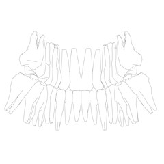 Teeth contour. Hand drawn different types of human tooth collection. Dentist graphic template. Engraving fangs and molars. Dental oral care. Toothache treatment. Vector stomatology set.