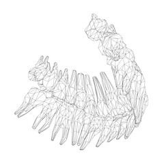 Teeth wireframe. Hand drawn different types of human tooth collection. Dentist graphic template. Engraving fangs and molars. Dental oral care. Toothache treatment. Vector stomatology set. 3D.
