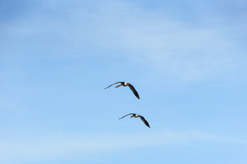 Wild lebende Gänse im Flug bei blauem Himmel