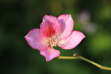 close up of pink flower