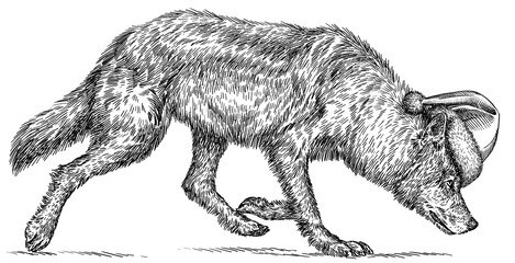Vintage engraving isolated gray wolf set dressed christmas illustration ink santa costume sketch. Wild dog background animal silhouette new year hat art. Black and white hand drawn image.