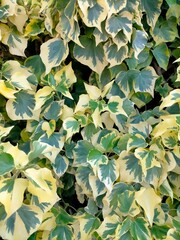 background of Hedera algeriensis,green and yellow leaves