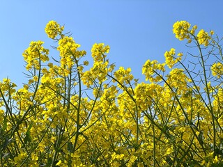 Canola rapeseed rape oilseed plant yellow flowers in field against blue sky.