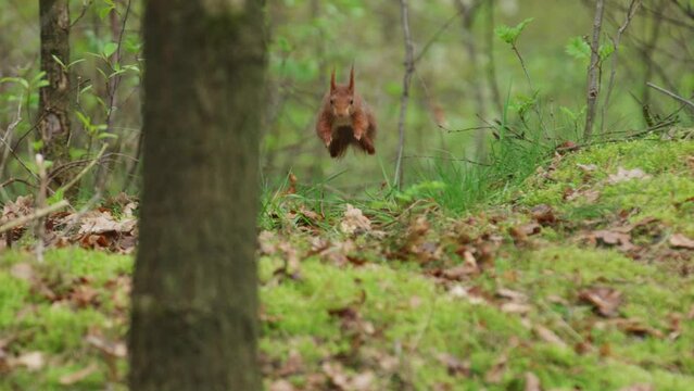 Medium shot of a cute long eared read squirrel bounding through the underbrush before coming to a stop to shake its head, slow motion