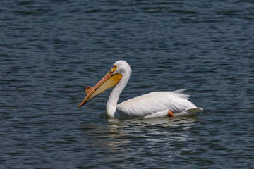 Fototapeta na wymiar American white pelican (Pelecanus erythrorhynchos) on the lake Michigan