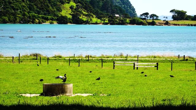 Telephoto Wainui bay, New Zealand with ancient pukeko bird flapping his wings