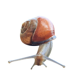 snail isolated transparent png file