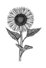 Sunflower. Hand-drawn. Graphics. Engraving
