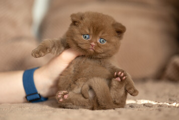 Edel Britisch Kurzhaar Katze kitten in braun cinnamon