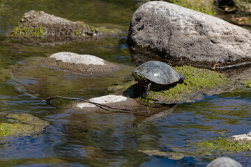 Fototapeta na wymiar The turtle on drying creek.The painted turtle (Chrysemys picta) is the most widespread native turtle of North America