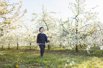 A little boy, 3 years old, in a sweater and a hat, runs through a blooming garden. Clothes for children aged 3 years. A happy eotian child is white among blossoming apple trees